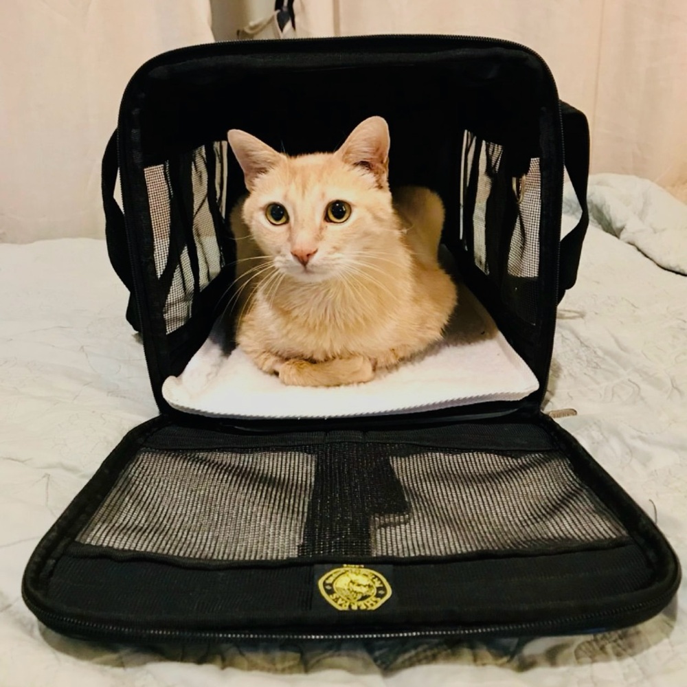 Black Pet Carrier for Dogs - Picture 4 of 14